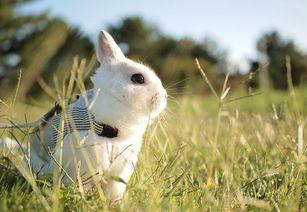 网红萌小兔在线视频,萌小兔带你领略网络短视频的魅力